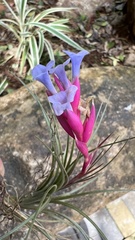 Tillandsia tenuifolia
