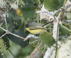 Todirostrum cinereum