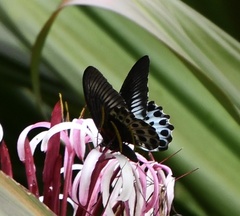 Papilio polymnestor