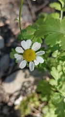 Tanacetum parthenium