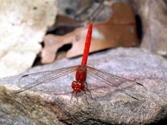 Diplacodes haematodes