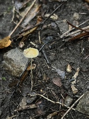 Mycena crocea