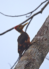 Reinwardtipicus validus