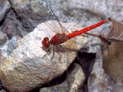 Diplacodes haematodes