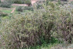 Gymnosporia polyacantha