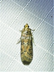 Sciota rubrisparsella
