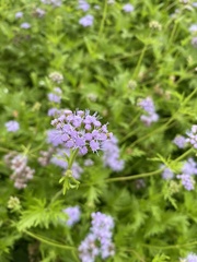 Conoclinium dissectum