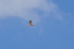 Buteo buteo vulpinus