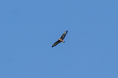 Buteo buteo vulpinus