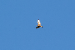 Buteo buteo vulpinus