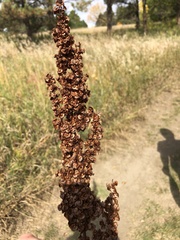 Rumex crispus