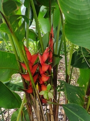 Heliconia