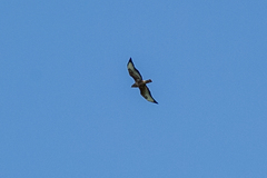 Buteo buteo vulpinus