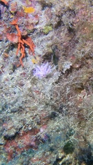 Flabellina affinis
