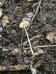 Mycena crocea