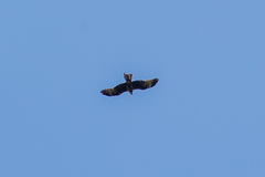 Buteo buteo vulpinus