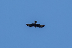 Buteo buteo vulpinus