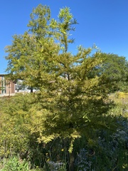 Cupressaceae