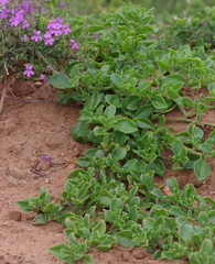 Mesembryanthemum aitonis