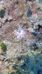 Flabellina affinis