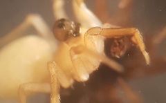 Peponocranium ludicrum