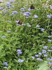 Conoclinium dissectum