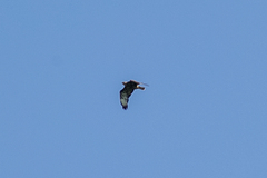 Buteo buteo vulpinus