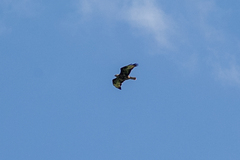 Buteo buteo vulpinus