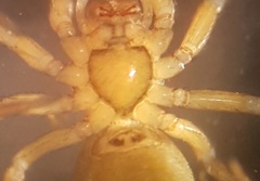 Peponocranium ludicrum