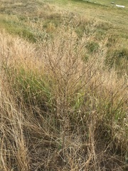 Sisymbrium altissimum