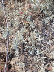 Atriplex verrucifera
