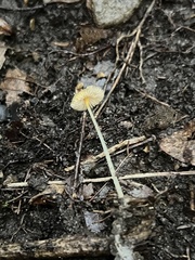 Mycena crocea