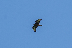 Buteo buteo vulpinus