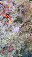 Flabellina affinis