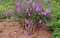 Jamesbrittenia microphylla