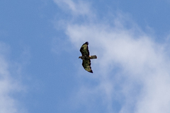 Buteo buteo vulpinus