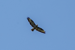 Buteo buteo vulpinus
