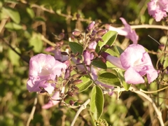 Fridericia