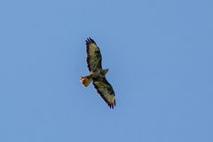 Buteo buteo vulpinus