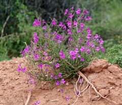 Jamesbrittenia microphylla