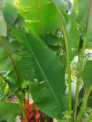 Heliconia