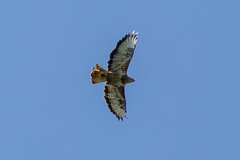 Buteo buteo vulpinus