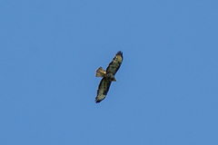 Buteo buteo vulpinus