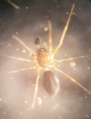 Agyneta simplicitarsis