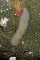 Leptoplana tremellaris