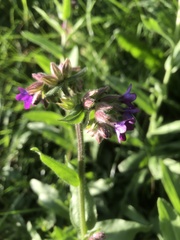 Anchusa officinalis