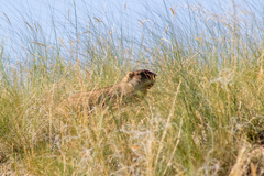 Marmota bobak