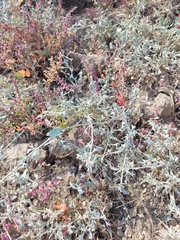 Atriplex verrucifera