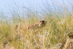 Marmota bobak