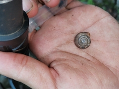 Cathaica pekinensis